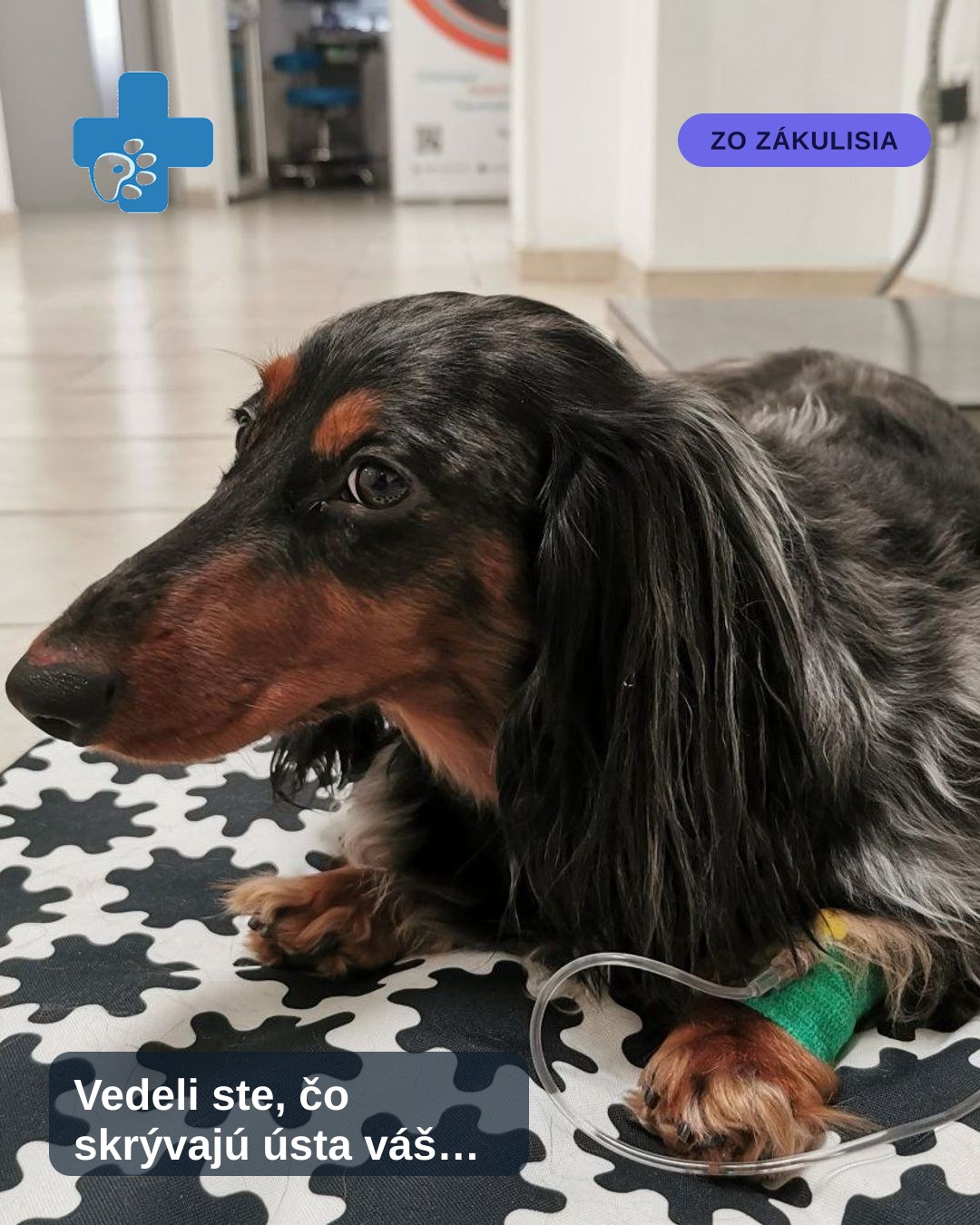 Veterinár vo Vetline vykonáva dentálne vyšetrenie zubov u psa v ordinácii